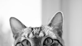 Desktop wallpaper. Cats. ID:165064