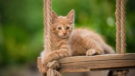 Desktop wallpaper. Cats. ID:165642