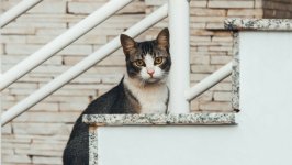 Desktop wallpaper. Cats. ID:166014