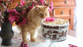 Desktop image. Cats. ID:166240