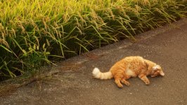 Desktop image. Cats. ID:166256