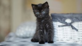 Desktop wallpaper. Cats. ID:166274