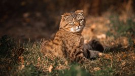 Desktop wallpaper. Cats. ID:166278