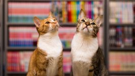 Desktop wallpaper. Cats. ID:166283