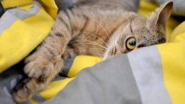 Desktop wallpaper. Cats. ID:166284