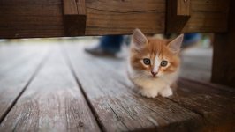 Desktop wallpaper. Cats. ID:166783