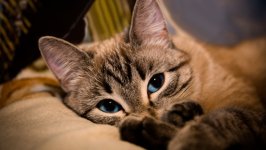 Desktop wallpaper. Cats. ID:166791