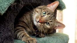 Desktop wallpaper. Cats. ID:166794