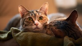 Desktop wallpaper. Cats. ID:166799