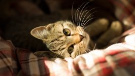 Desktop image. Cats. ID:166804