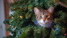 Desktop image. Cats. ID:166815