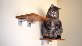 Desktop image. Cats. ID:166826