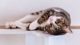 Desktop image. Cats. ID:166830