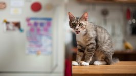 Desktop image. Cats. ID:166835