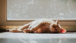 Desktop image. Cats. ID:166839