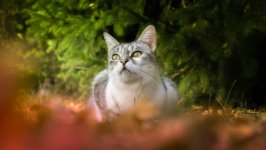 Desktop image. Cats. ID:166847