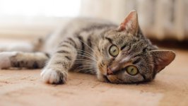 Desktop image. Cats. ID:166848