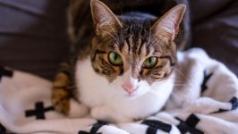 Desktop image. Cats. ID:166849