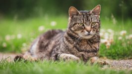 Desktop image. Cats. ID:166854