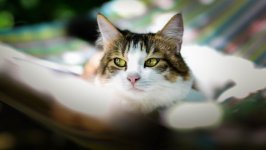 Desktop image. Cats. ID:166859