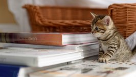 Desktop image. Cats. ID:166876