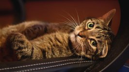 Desktop image. Cats. ID:166893