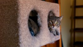 Desktop image. Cats. ID:166906