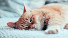 Desktop image. Cats. ID:166908