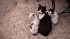 Desktop image. Cats. ID:166916