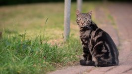 Desktop image. Cats. ID:166917