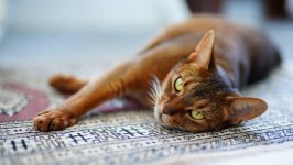 Desktop image. Cats. ID:166924