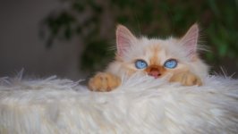 Desktop image. Cats. ID:166929