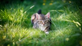 Desktop image. Cats. ID:166934