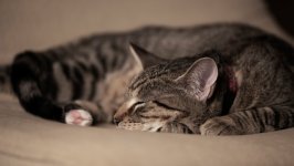 Desktop image. Cats. ID:166935