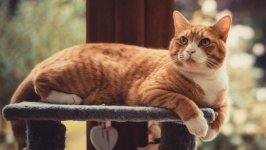 Desktop image. Cats. ID:166990