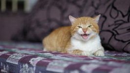 Desktop image. Cats. ID:166994