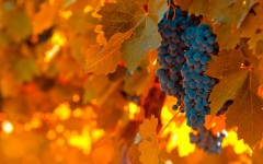 Desktop wallpaper. Fruits. ID:46045