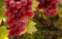 Desktop image. Fruits. ID:46047