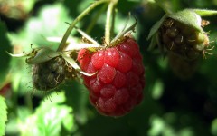 Desktop image. Fruits. ID:46049