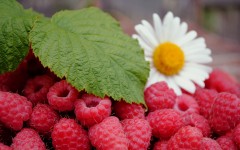 Desktop wallpaper. Fruits. ID:46175