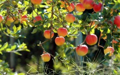 Desktop image. Fruits. ID:46195