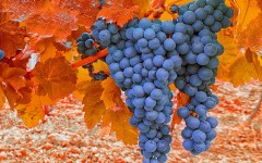 Desktop wallpaper. Fruits. ID:49827
