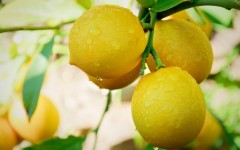 Desktop wallpaper. Fruits. ID:51241