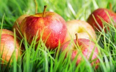 Desktop wallpaper. Fruits. ID:54673