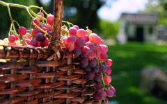 Desktop wallpaper. Fruits. ID:55023