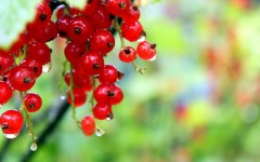 Desktop wallpaper. Vegetables. ID:46355