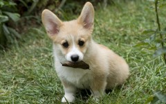 Desktop wallpaper. Dogs. ID:48172