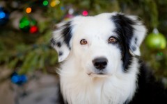 Desktop wallpaper. Dogs. ID:48173