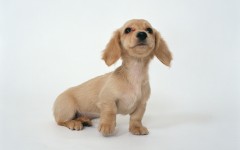 Desktop wallpaper. Dogs. ID:48174