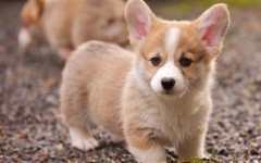 Desktop wallpaper. Dogs. ID:48175